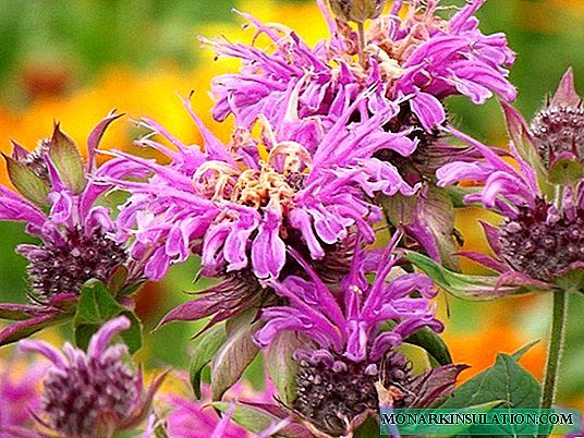 Flor con aroma cítrico: 35 fotos de la exitosa aplicación de monarda en el jardín