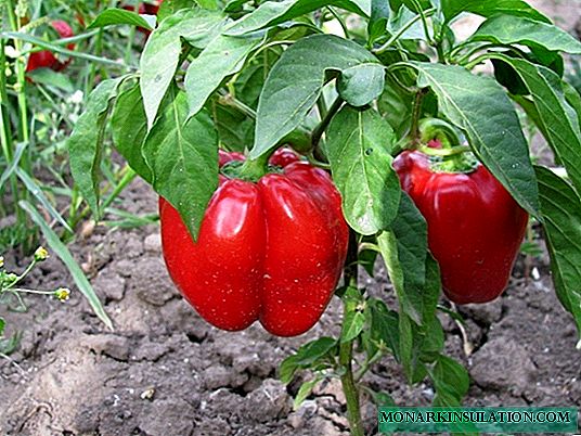 A négy legszorgalmasabb paprikafajta nagy terméshoz