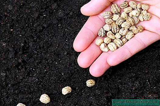 4 Möglichkeiten, um abgestandene alte Samen wiederzubeleben