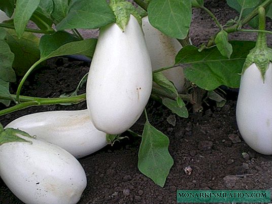 4 varieties of eggplant, which do not differ in gigantic size, but ripen earlier than others