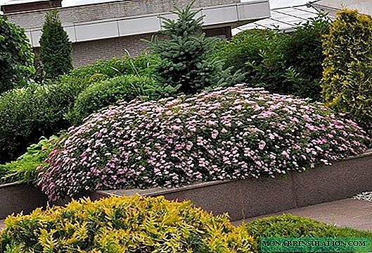 How to most effectively use spirea in the landscape design of your site: 40 photos