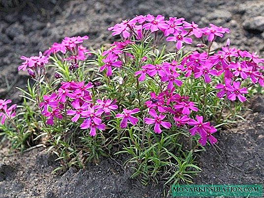 Colorful clouds of delicate phlox: 40 best ideas for use in landscape design