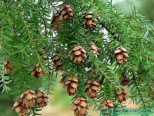 Tsuga, une beauté tentaculaire: 45 photos d'utilisation réussie en aménagement paysager