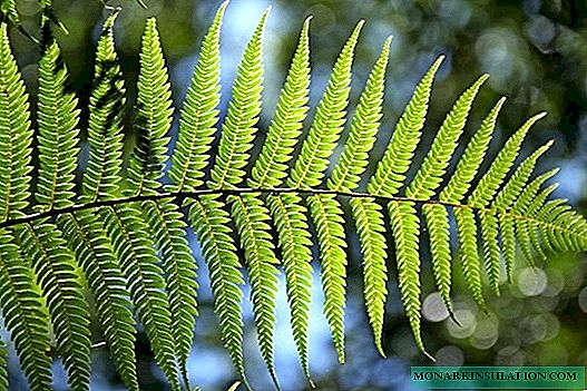 45 best ideas for using fern in landscape design (photo)