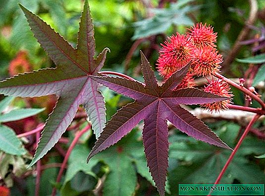 45 photos of poisonous but beautiful castor oil plant in landscaping