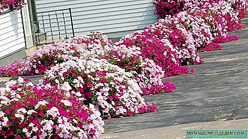 Belos canteiros de flores de petúnia: uma visão geral das 5 melhores maneiras de quebrar um jardim de flores