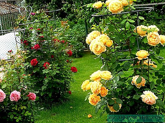 5 mistakes you make when growing roses in the country