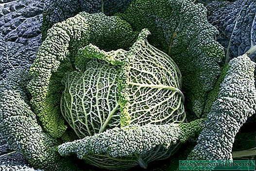 5 unusual varieties of cabbage, which must be grown for every summer resident