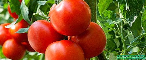 The 5 most precocious and fruitful tomatoes that should be planted in 2020