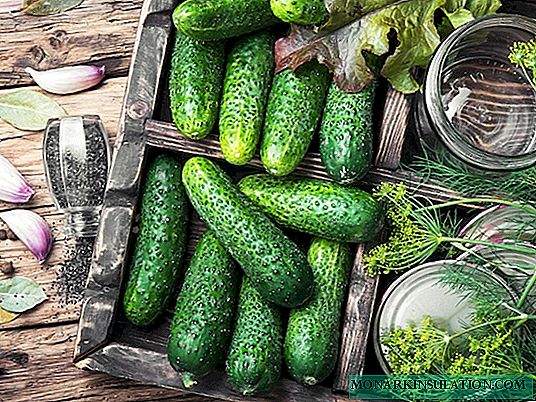 5 varieties of gherkins that are good for conservation