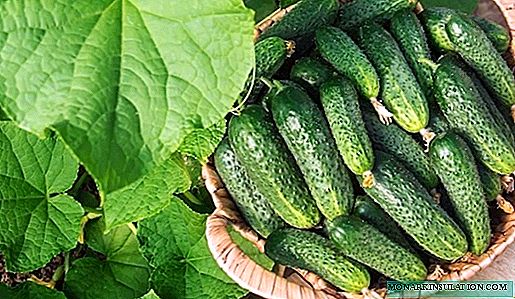 5 self-pollinated cucumber varieties that are incredibly easy to grow