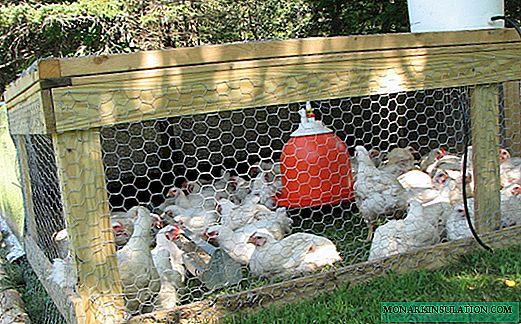 Cómo hacer bebederos y comederos para pollos: una descripción general de los 5 mejores diseños caseros
