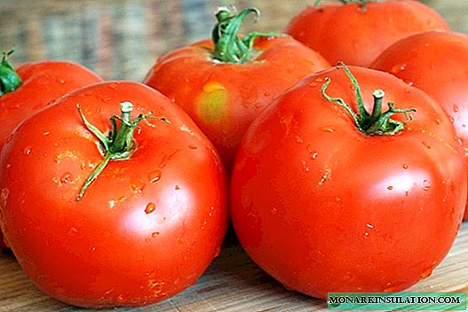 5 Tomatensorten, die den ganzen Sommer über Früchte tragen