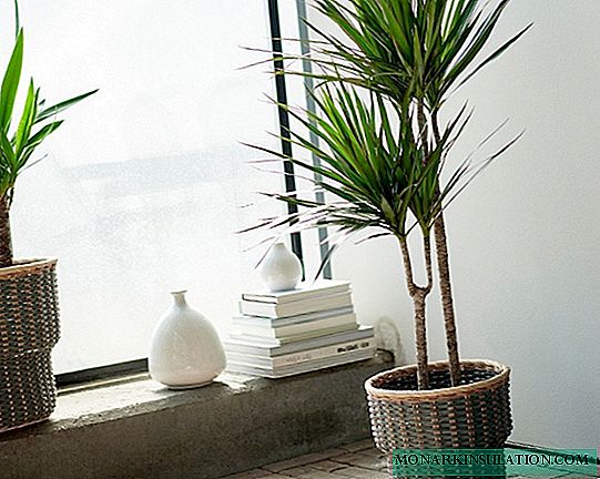 5 indoor plants that have magical properties