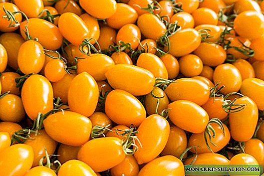 5 honey tomatoes that I plant in my garden every year