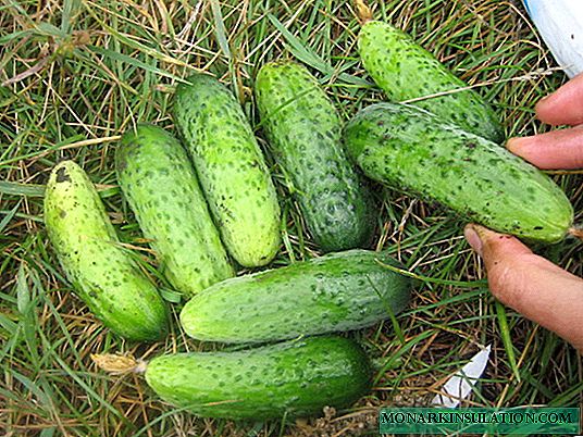 5 hybrids of cucumbers that I plant this year without hesitation