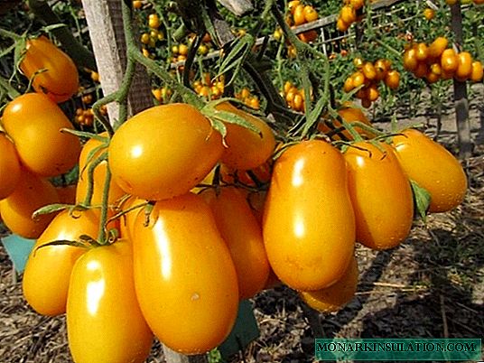 5 jenis tomato kegemaran saya yang bagus untuk jeruk