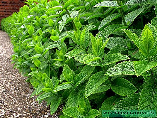 5 reasons to plant mint in the garden