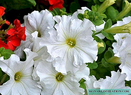 ペチュニアの長く豊富な開花の5つの秘密