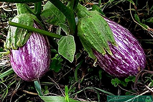 5 early ripening eggplant varieties for the middle lane