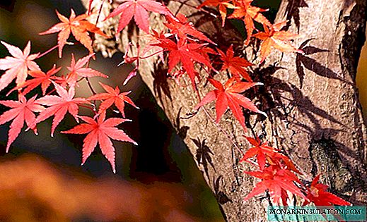 Top 5 trees and shrubs with red foliage: the magic of your garden
