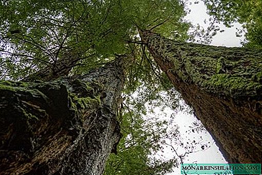 TOP 5 tallest trees in the world