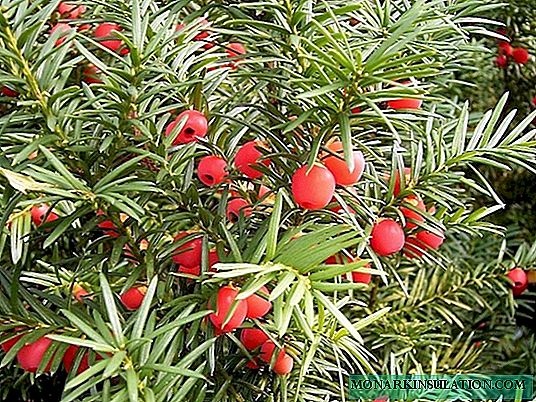 Poisonous conifer prince: 50 ideas for using yew in landscape design