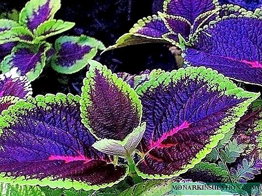 Such a many-faced coleus: 50 photos of application in landscape design