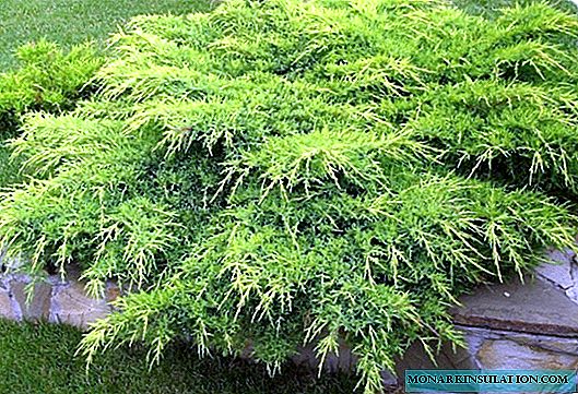 6 conifers that cleanse the garden of pathogens