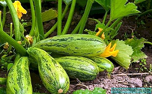 Les 6 légumes les plus faciles à cultiver