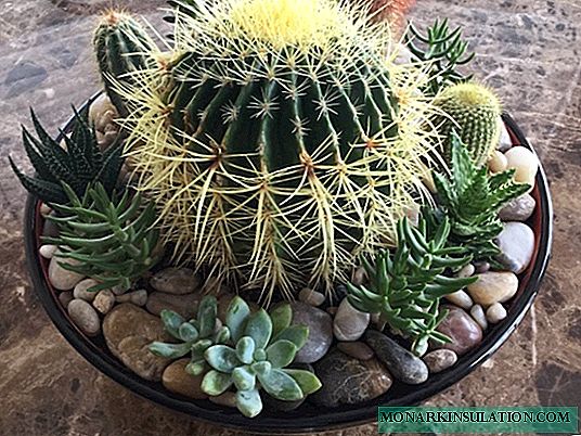6 grandi cactus che possono essere portati fuori per decorare il giardino