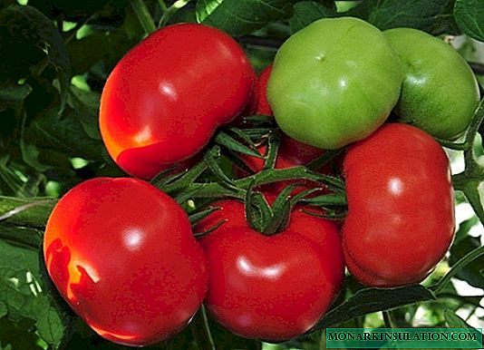7 giống cà chua tốt nhất cho mặt đất mở, sẽ mang lại cho bạn một vụ mùa bội thu