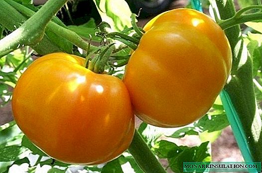 7 variedades de tomates sin pretensiones y productivas que vale la pena cultivar para principiantes