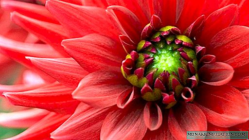 7 modern varietal dahlias, from which your neighbors will turn gray with envy