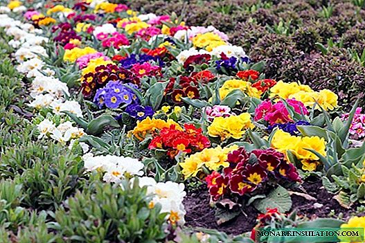7 interessante Gartenblumen, die Sie kaum pflegen können