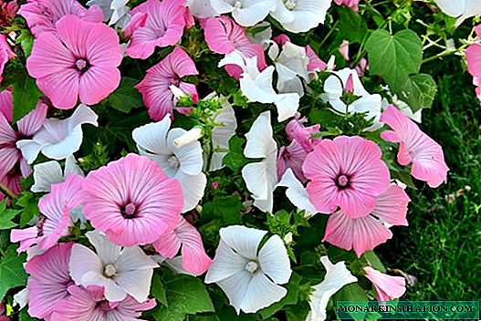 Faules Blumenbeet oder 7 unprätentiöse und langblühende Pflanzen, die aus Samen wachsen