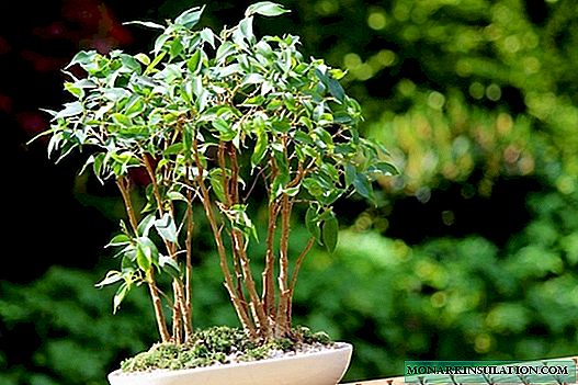 7 things that absolutely can not be done with ficus, if you do not want to ruin it