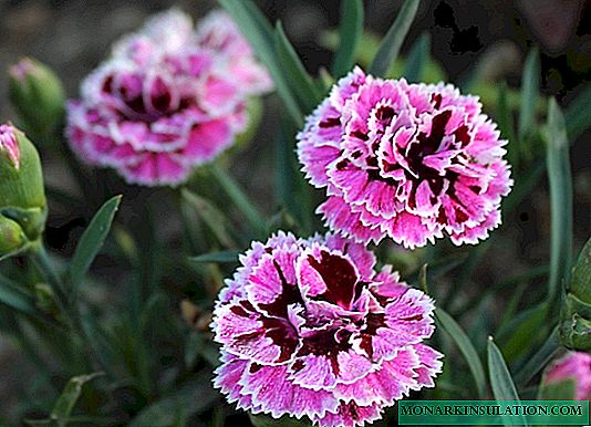 Sausį 7 gėles verta sėti, kad birželio mėnesį būtų galima pamatyti gražų sodą