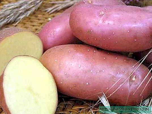 7 أصناف من البطاطا المبكرة اللذيذة تستحق الزرع في عام 2020