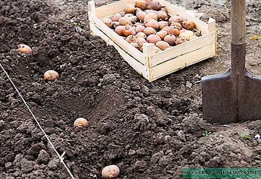 7 moduri de a planta cartofi: tradițional și neobișnuit