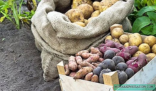 7 قواعد رئيسية لتخزين البطاطس من شأنها أن تساعد في الحفاظ على الدرنات حتى الربيع