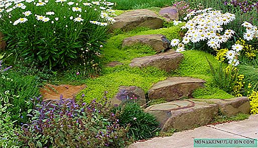 Top 8 best groundcover perennials for garden design