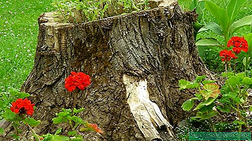 Rooting up tree stumps: an overview of 8 effective ways to remove the remains of a tree