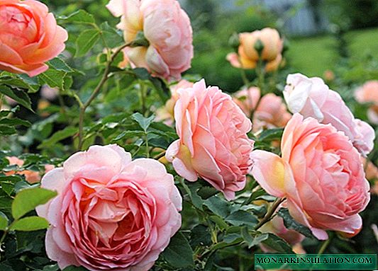 Ah, qué olor: 8 fragantes flores de jardín
