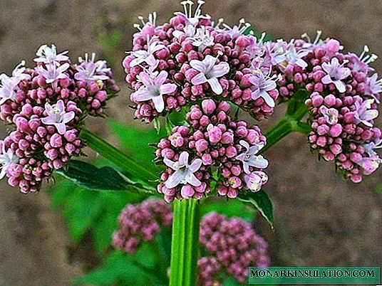 9 most useful medicinal plants that should grow in every country house