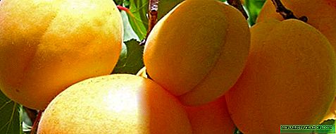 Ananas abricot - plantation et croissance