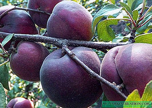 Apricot Black Velvet: une variété incroyable