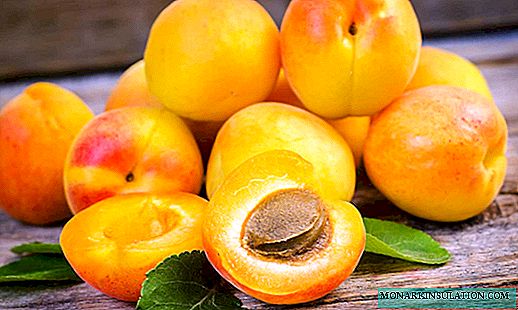 Apricot "Countess": characteristics of the variety and the rules of cultivation