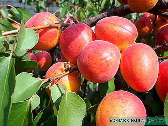 Apricot Krasnoshchekiy - all you need to know about the variety