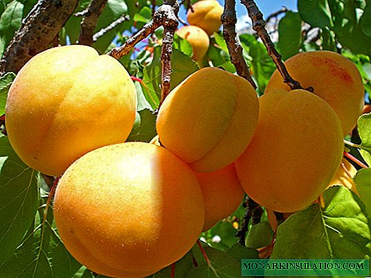 Apricot honey: description, nuances of growing, reviews